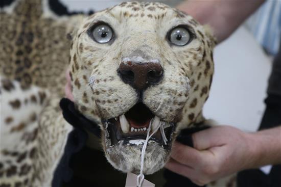 A taxidermic leopard skin rug, with label Vaningen & Vaningen Mysore, L.260cm